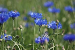 pane-e-bellezza-fiori