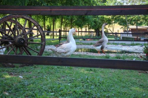 fattoria-didattica-pane-e-bellezza-11